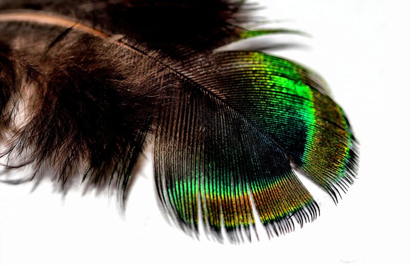 Peacock Feather