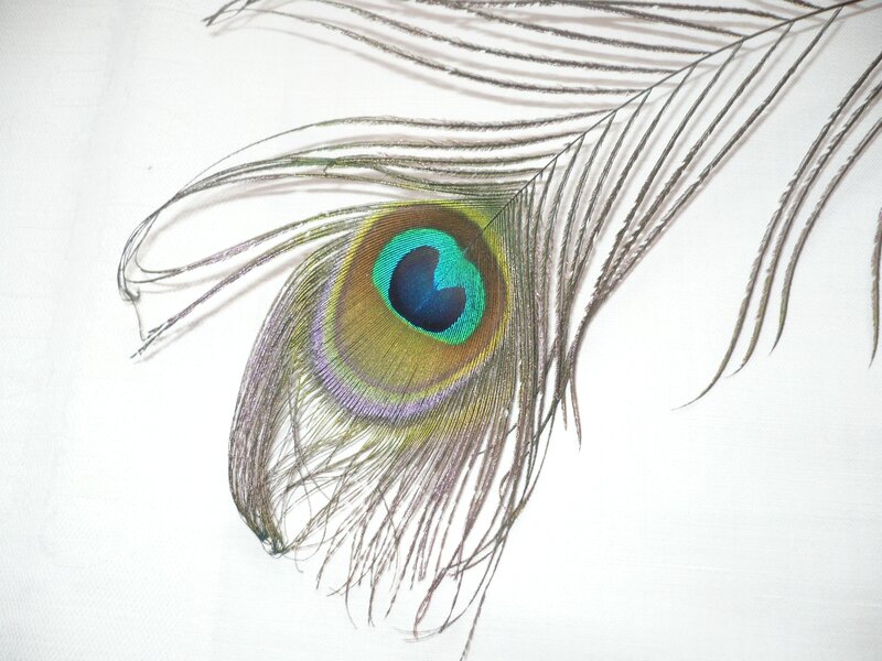 Peacock feather with eye pattern