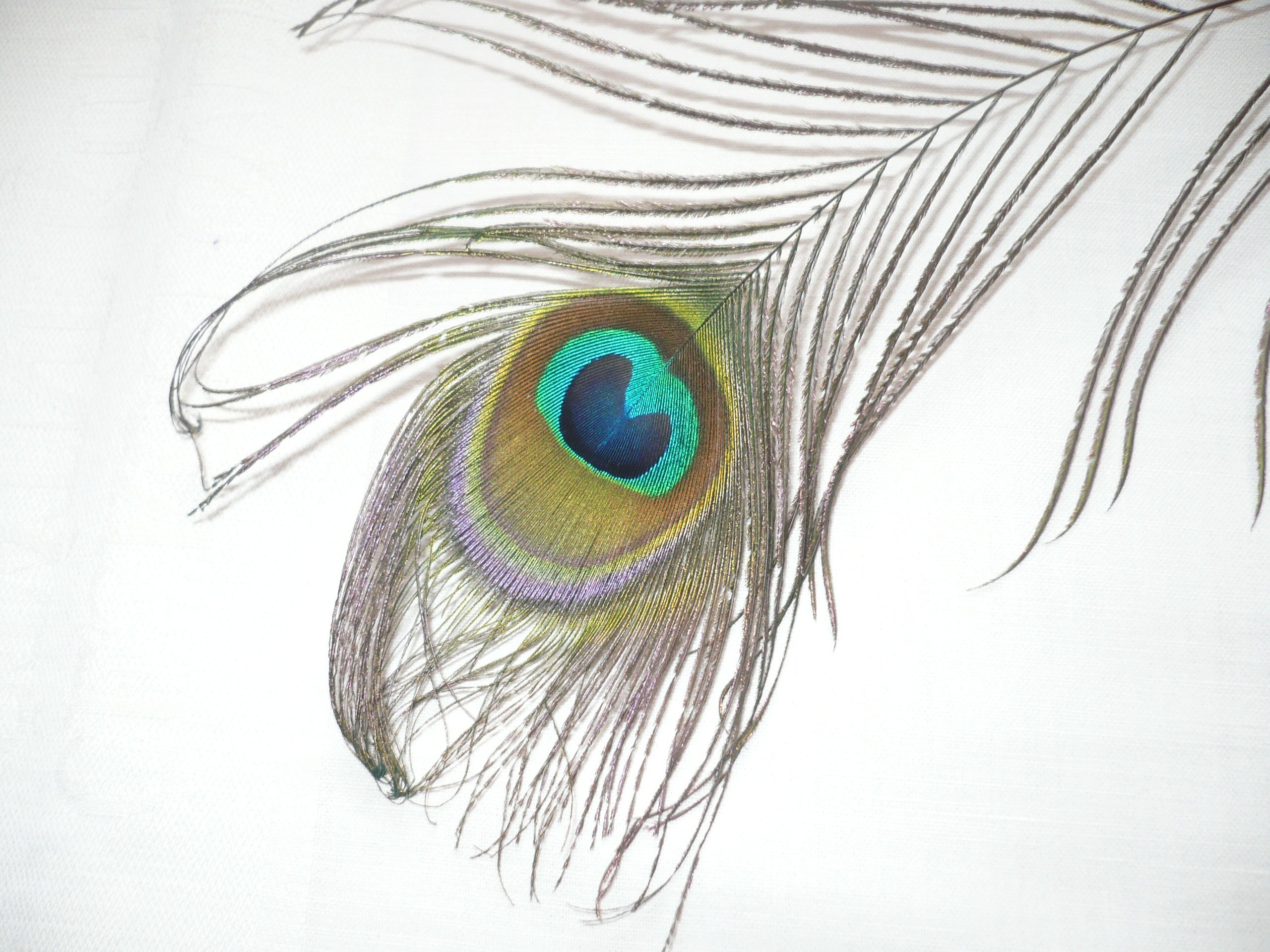 Peacock feather with eye pattern