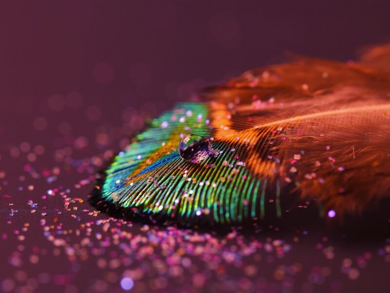 Peacock Feather with Water Droplet — Green, Dramatic, Photograph