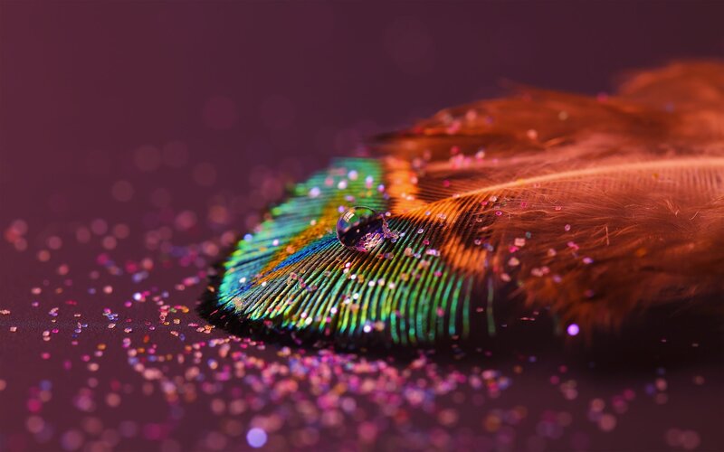 Peacock Feather with Water Droplet — Green, Dramatic