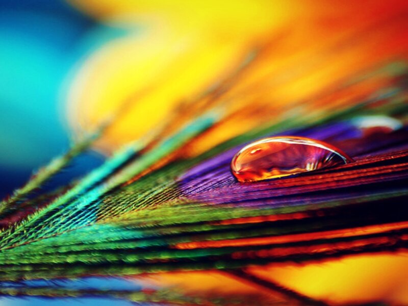 Peacock Feather with Water Droplet — Green