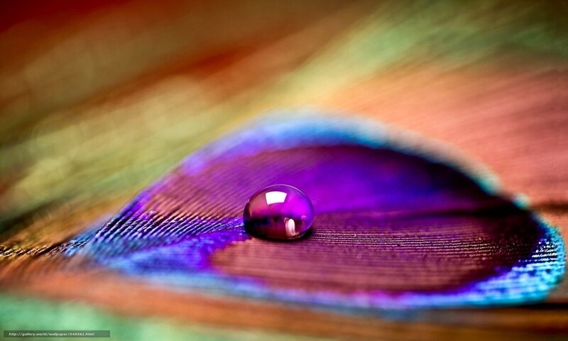 Peacock Feather with Water Droplet — Purple, Serene, Photograph