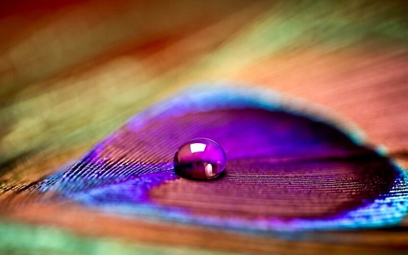 Peacock Feather with Water Droplet — Purple