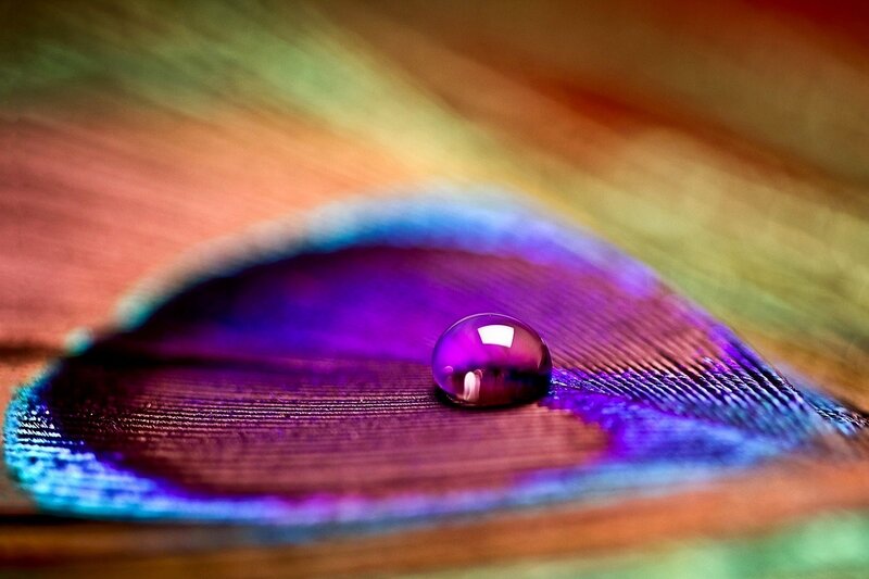 Peacock Feather with Water Droplet