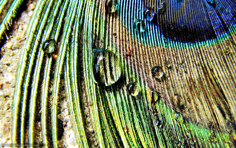 peacock feather with water droplets