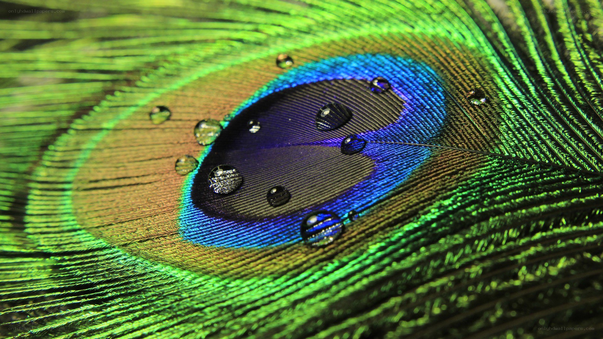 Peacock feather with water droplets