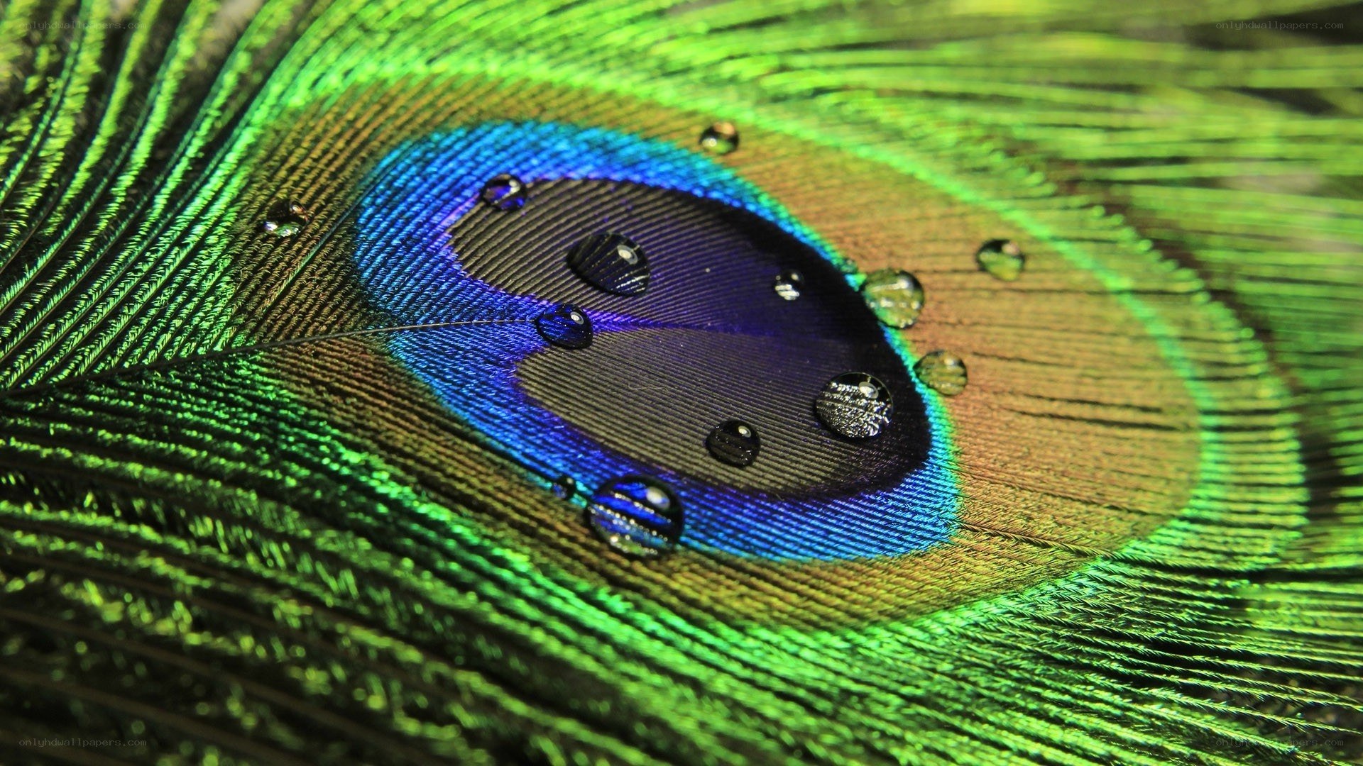 Peacock feather with water droplets