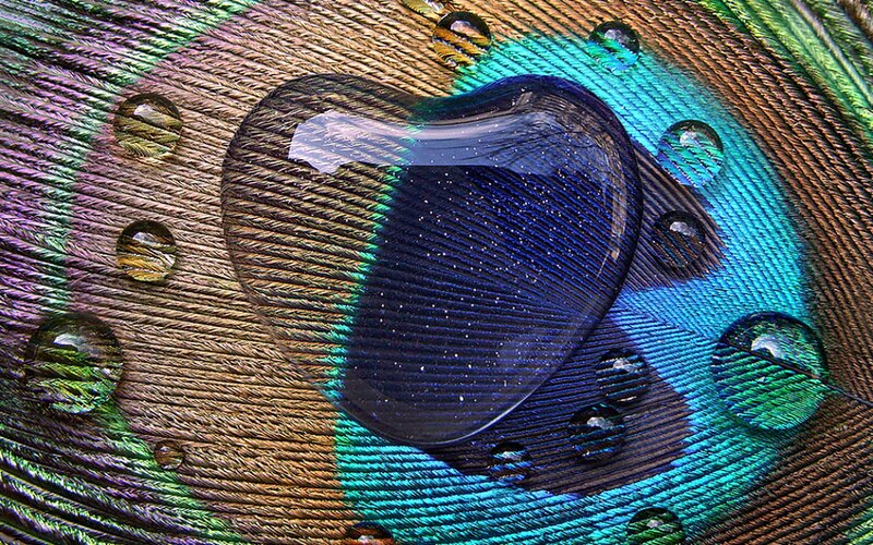Peacock Feather with Water Droplets — Blue, Calm