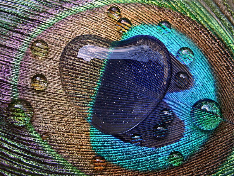 Peacock Feather with Water Droplets — Blue
