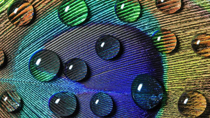 Peacock Feather with Water Droplets — Blue, Vibrant