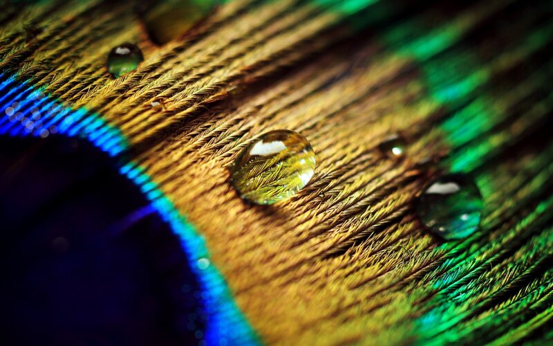 Peacock Feather with Water Droplets — Gold, Dramatic