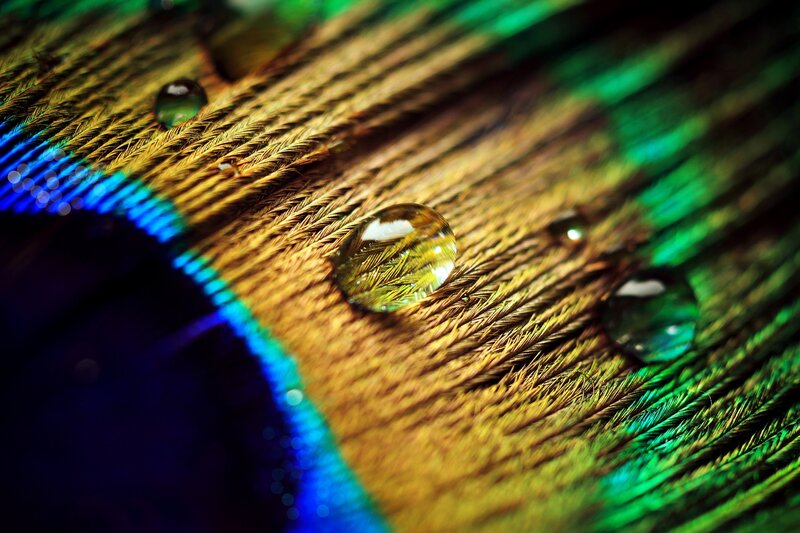 Peacock Feather with Water Droplets — Gold