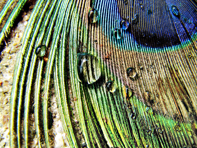 Peacock Feather with Water Droplets — Green, Detailed