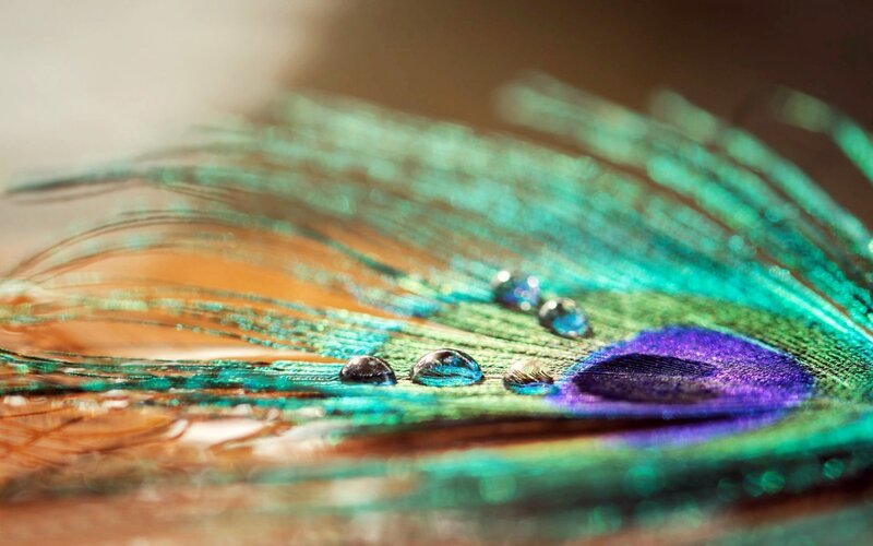 Peacock Feather with Water Droplets — Green, Serene
