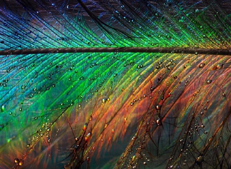 Peacock Feather with Water Droplets — Green