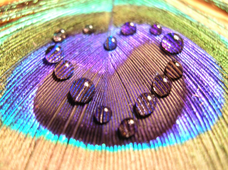 Peacock Feather with Water Droplets — Purple, Calm