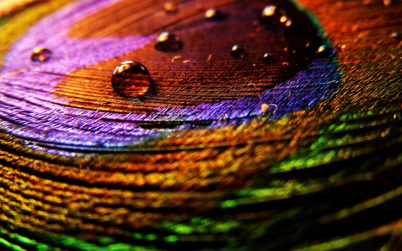 Peacock Feather with Water Droplets — Purple, Dramatic, Photograph, Water Droplets