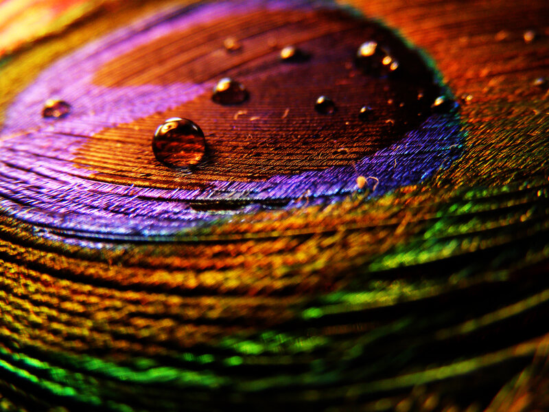 Peacock Feather with Water Droplets — Purple, Dramatic