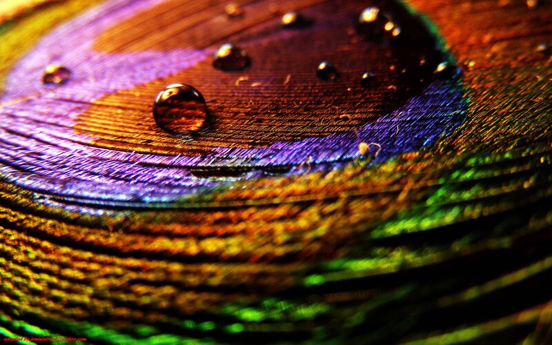 Peacock Feather with Water Droplets — Purple