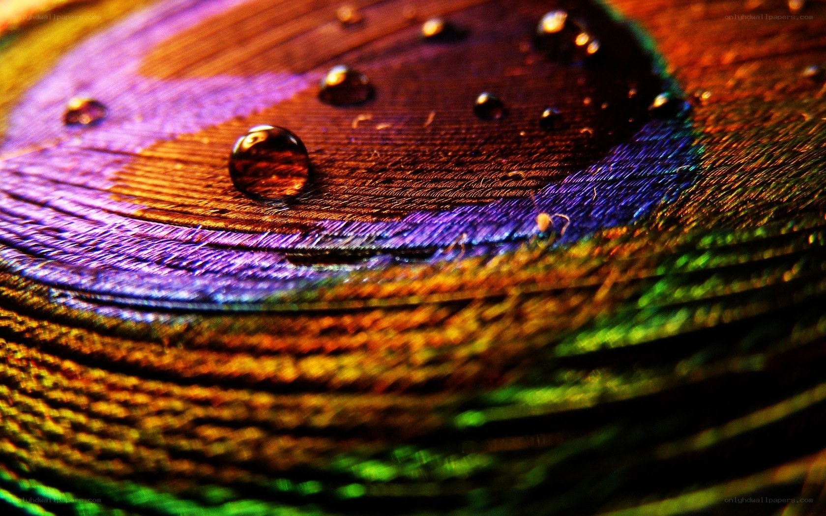peacock feather with water droplets