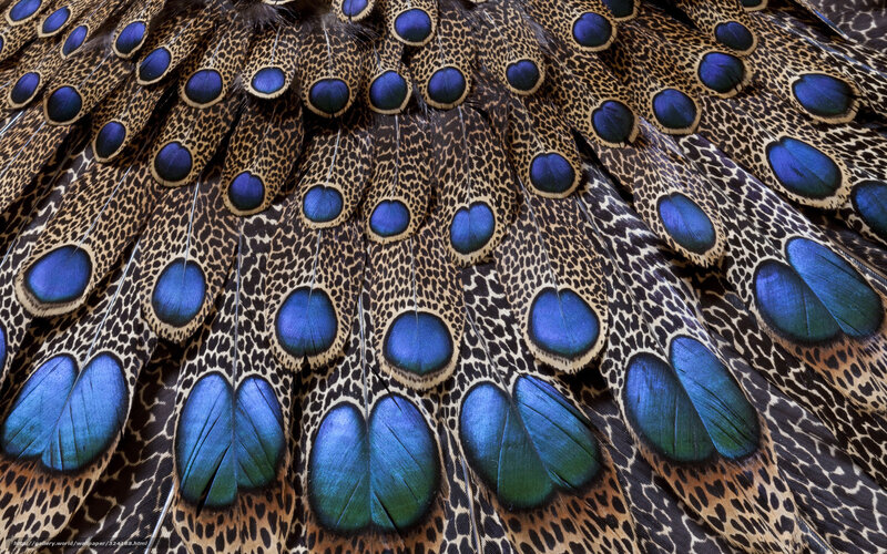 Peacock Feathers — Blue, Detailed, Photograph