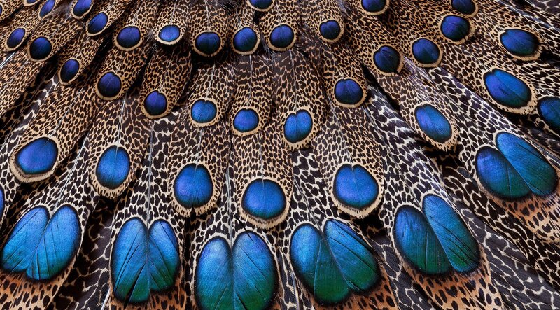 Peacock Feathers — Blue, Detailed