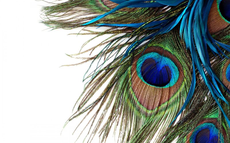 Peacock Feathers — Blue, Vibrant, Photograph, Eye Pattern
