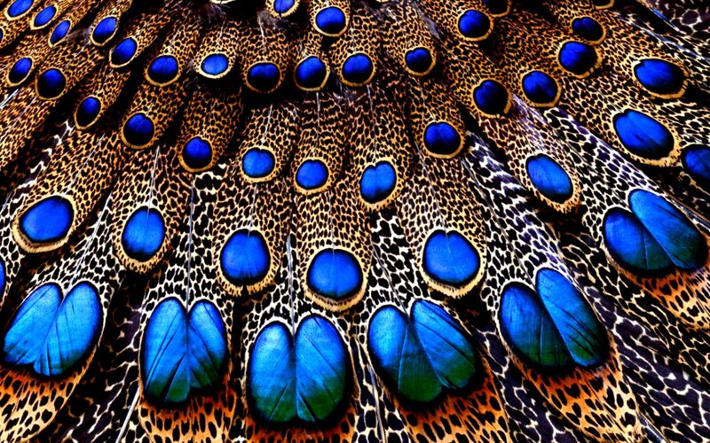 Peacock Feathers — Blue, Vibrant, Photograph