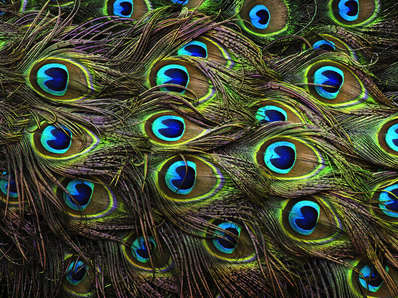 Peacock Feathers — Blue, Vibrant
