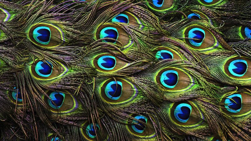 peacock feathers close-up