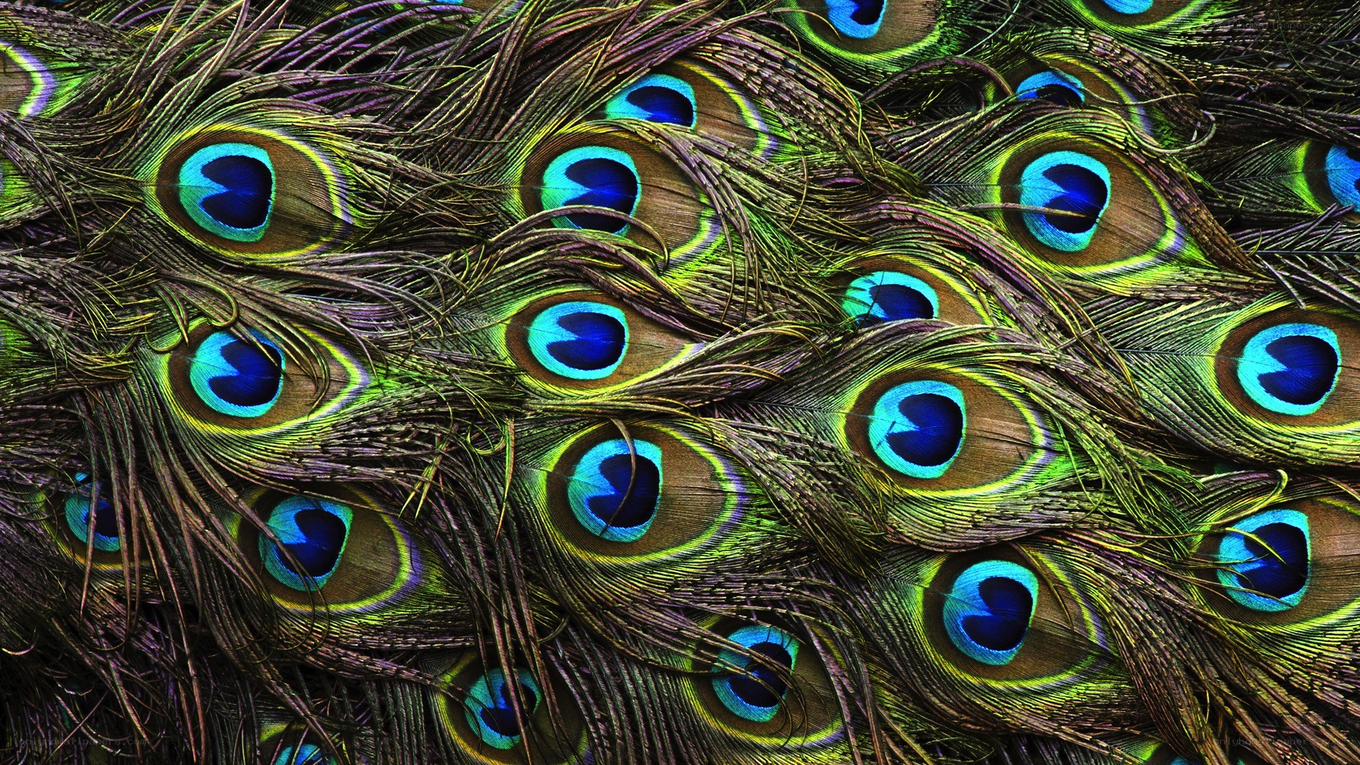 peacock feathers close-up