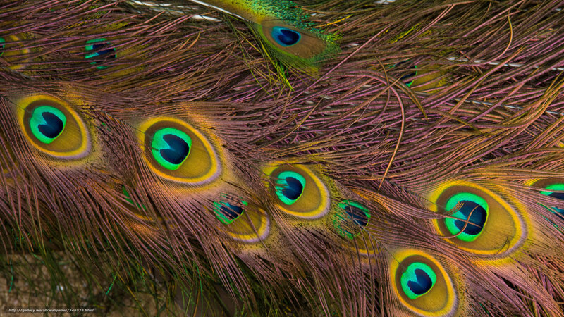 Peacock feathers close-up