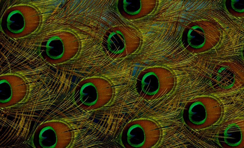 Peacock Feathers — Green, Detailed