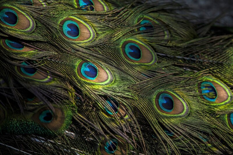 Peacock Feathers — Green, Dramatic, Photograph