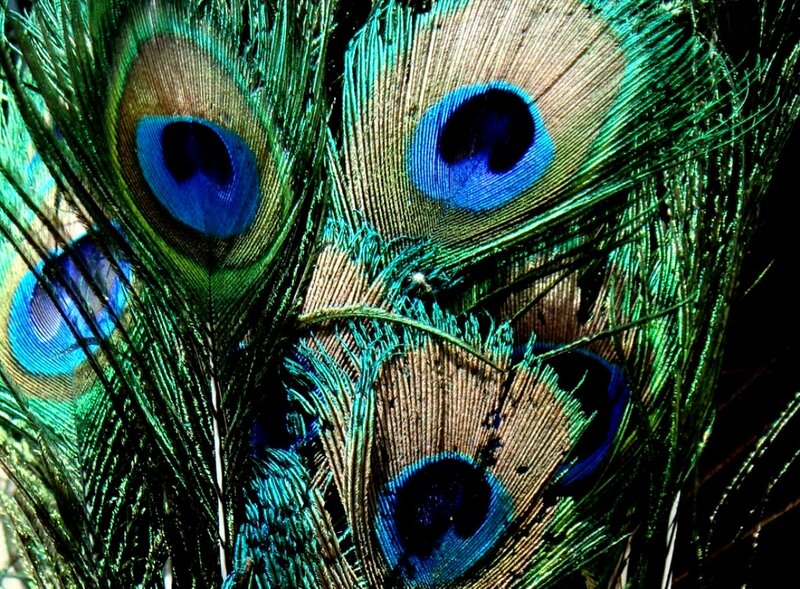 Peacock Feathers — Green, Dramatic