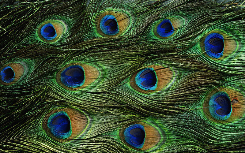Peacock Feathers — Green, Natural, Photograph, Eyespots, Blue