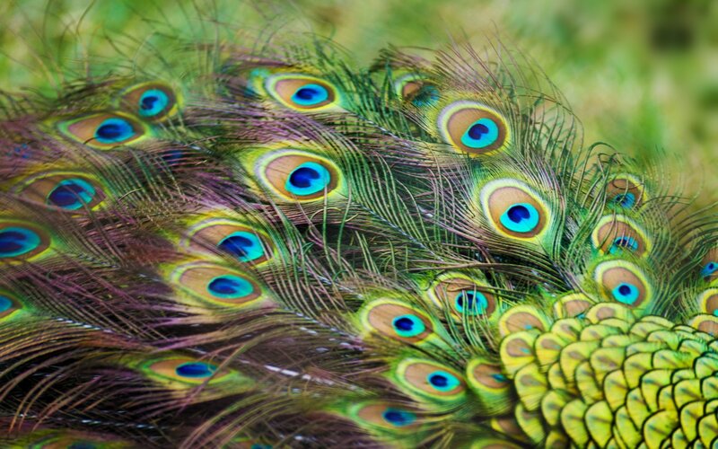 Peacock Feathers — Green, Natural, Photograph, Eyespots
