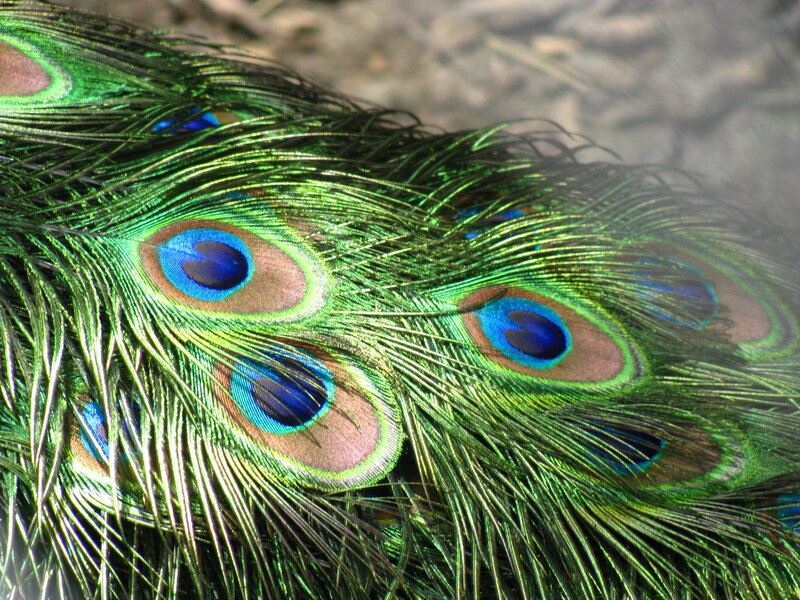 Peacock Feathers — Green, Natural, Photograph