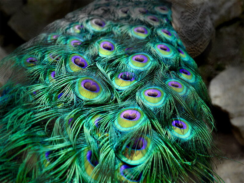 Peacock Feathers — Green, Natural