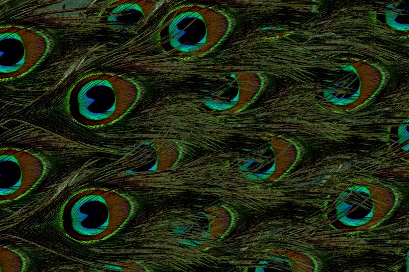 Peacock Feathers — Green, Textured