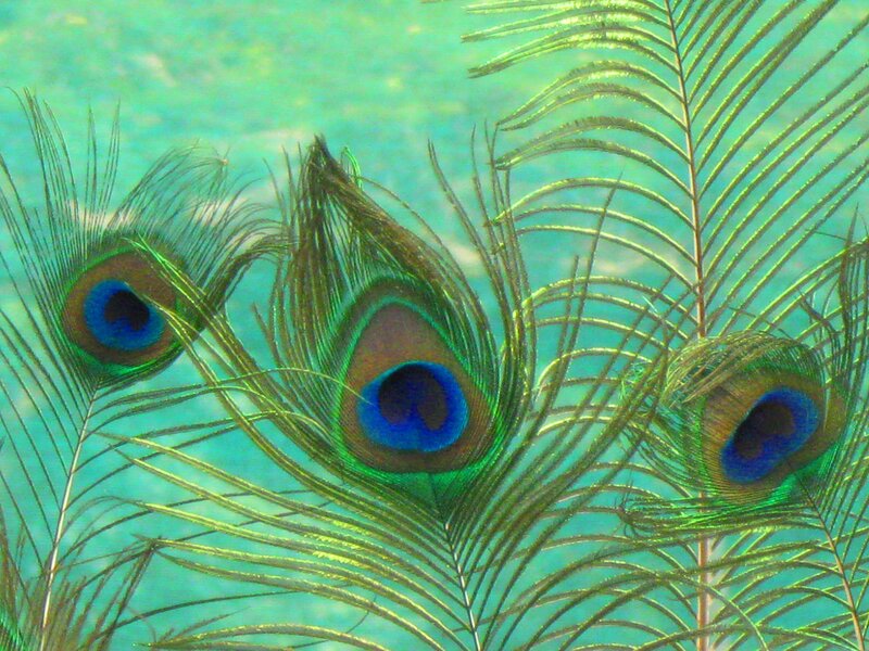 Peacock Feathers — Green