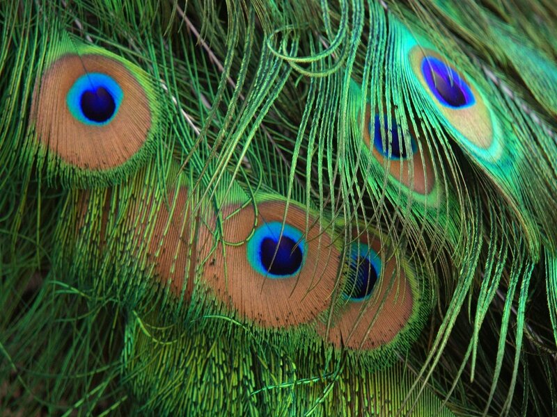 Peacock Feathers — Green, Vibrant, Photograph, Eye Pattern, Blue
