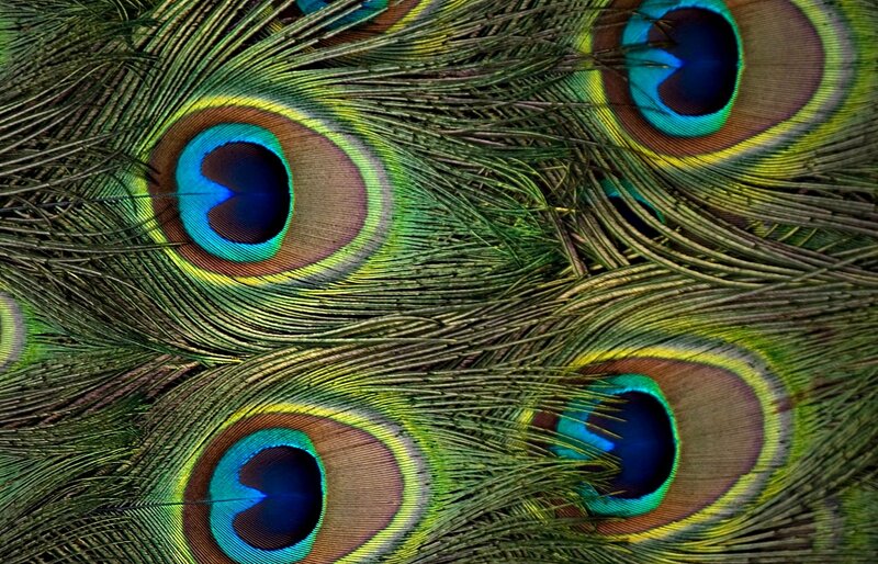 Peacock Feathers — Green, Vibrant, Photograph, Eye Pattern