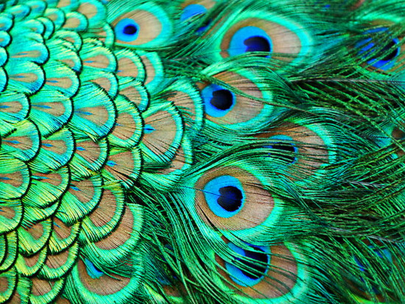 Peacock Feathers — Green, Vibrant, Photograph, Eye Patterns