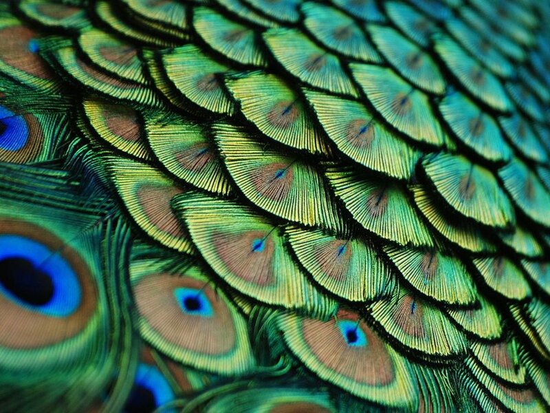 Peacock Feathers — Green, Vibrant, Photograph, Eye Spots