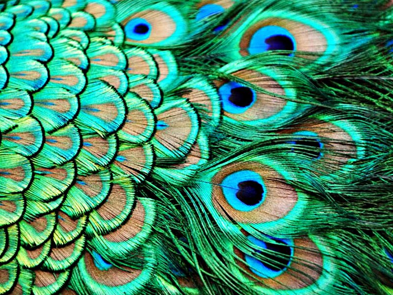 Peacock Feathers — Green, Vibrant, Photograph, Eyespots, Blue