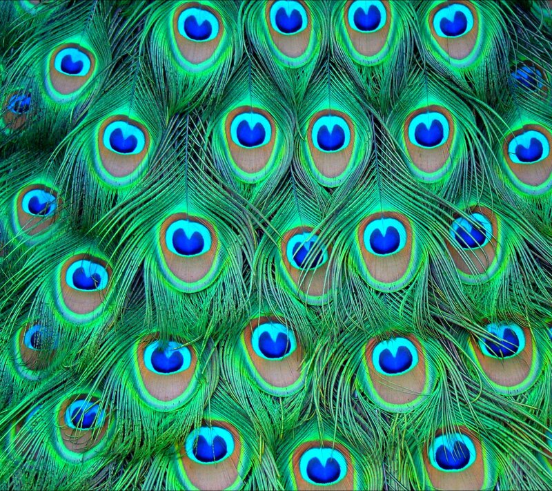 Peacock Feathers — Green, Vibrant, Photograph, Eyespots