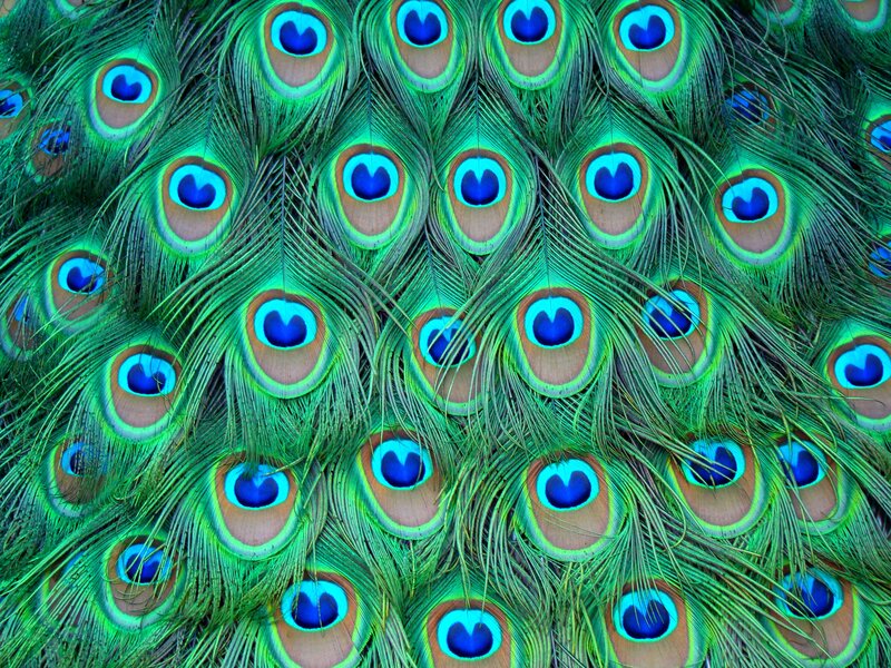Peacock Feathers — Green, Vibrant, Photograph