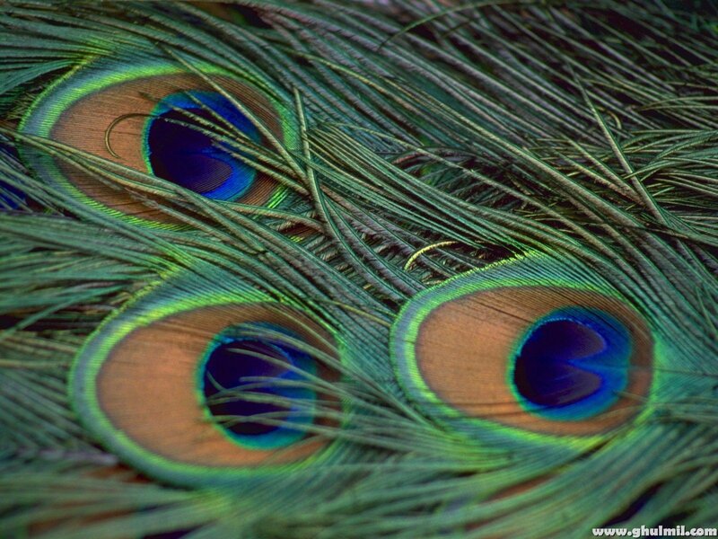 Peacock Feathers — Green, Vibrant